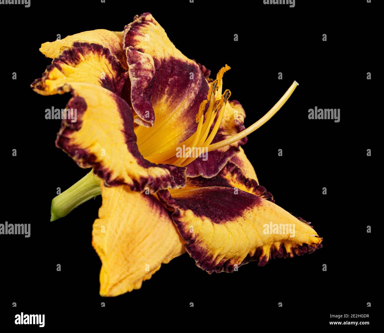 Yellow-burgundy flower, lat.Hemerocallis, isolated on black background Stock Photo