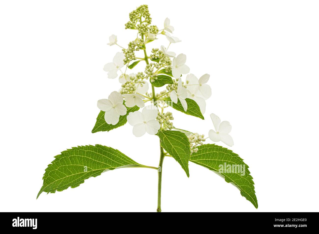 Inflorescence of hydrangea, lat. Hydrangea paniculata, isolated on ...