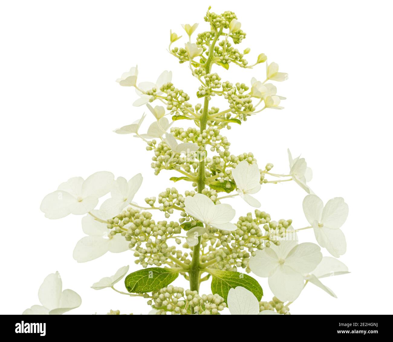 Inflorescence of hydrangea, lat. Hydrangea paniculata, isolated on ...