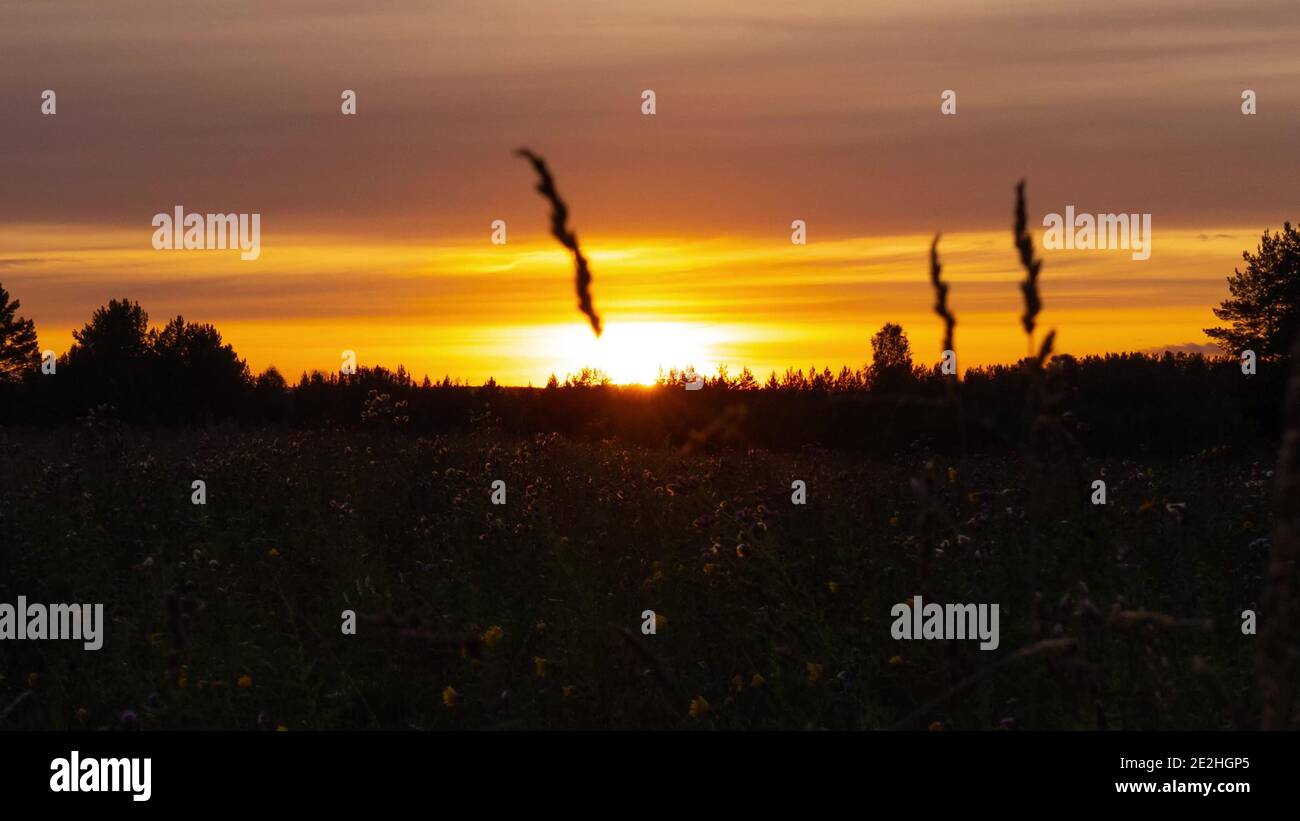 Dry tall grass stems hi-res stock photography and images - Alamy
