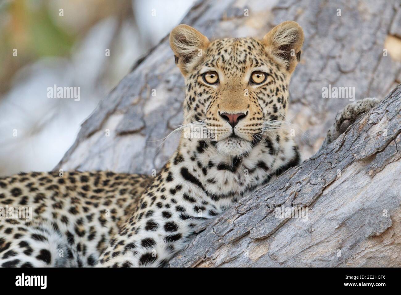 Leopard (Panthera pardus) portrait, wild animal is perched in tree portrait. Okavango Delta, Botswana, Africa Stock Photo