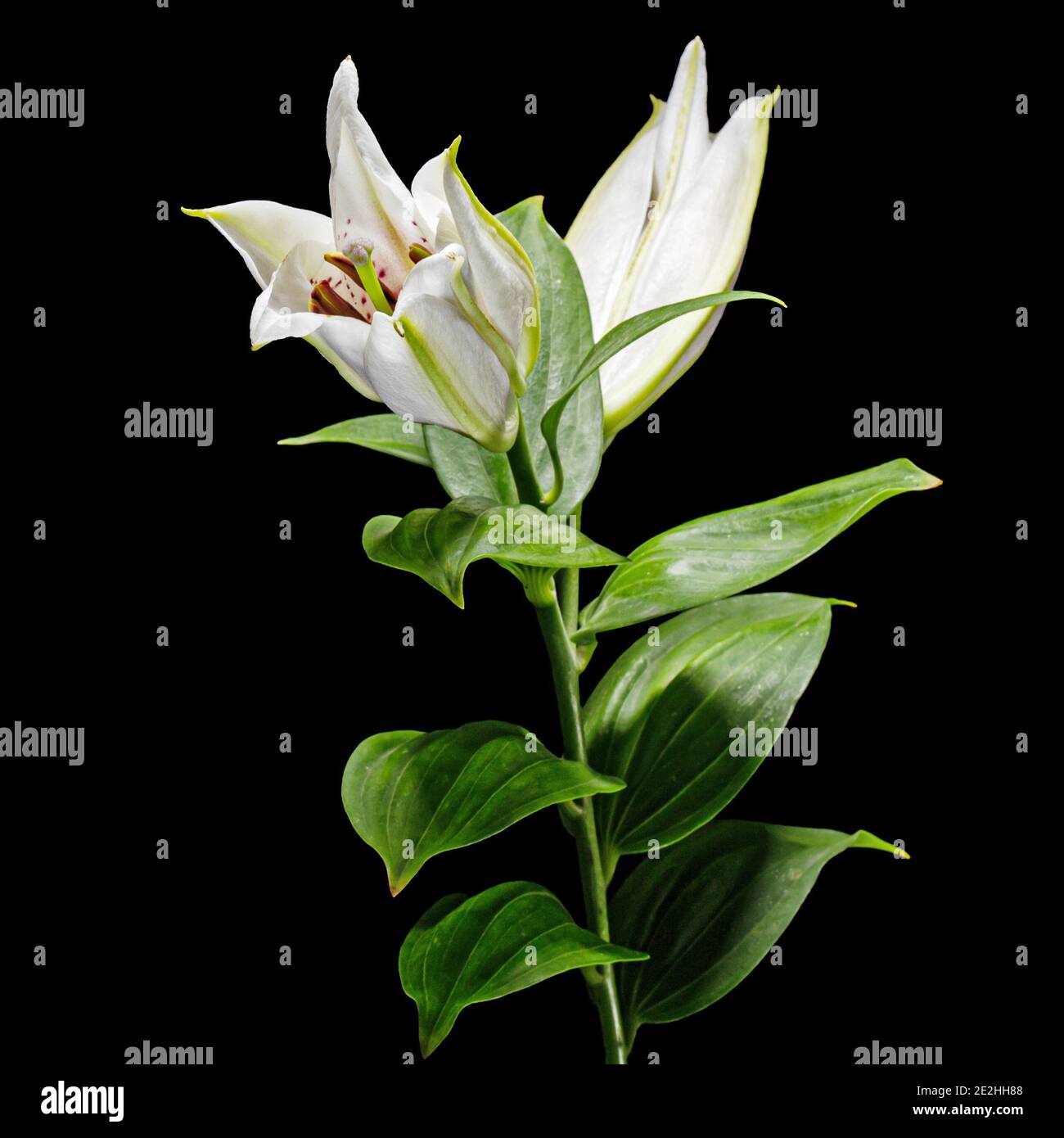 White flowers of lily, isolated on black background Stock Photo - Alamy