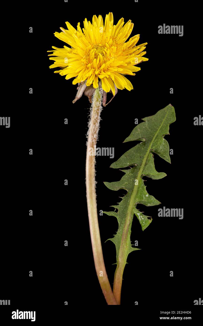Yellow flower of dandelion, isolated on black background Stock Photo