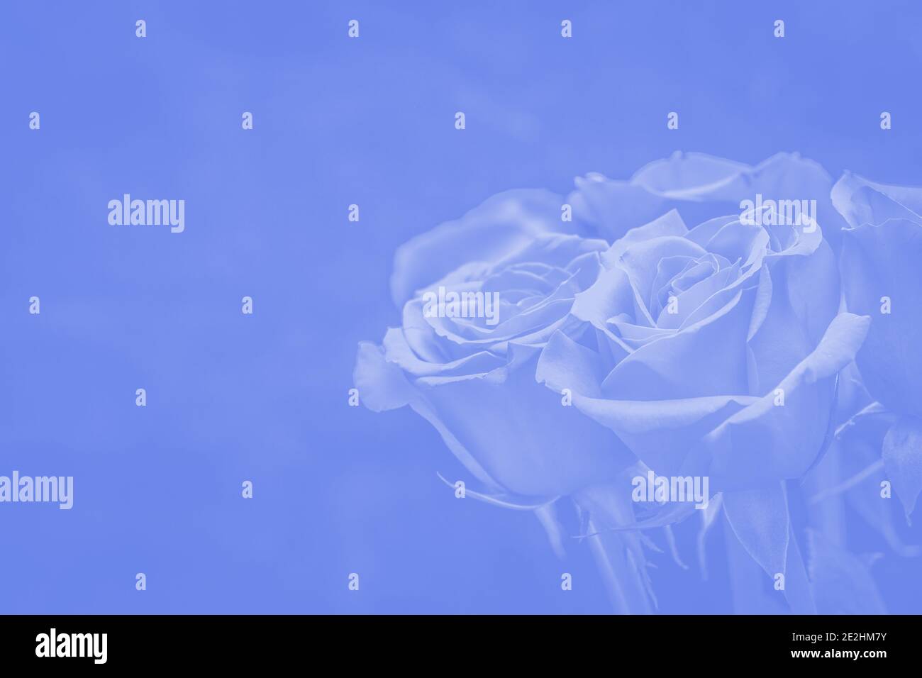 bouquet of beautiful roses with blue tinting Stock Photo - Alamy