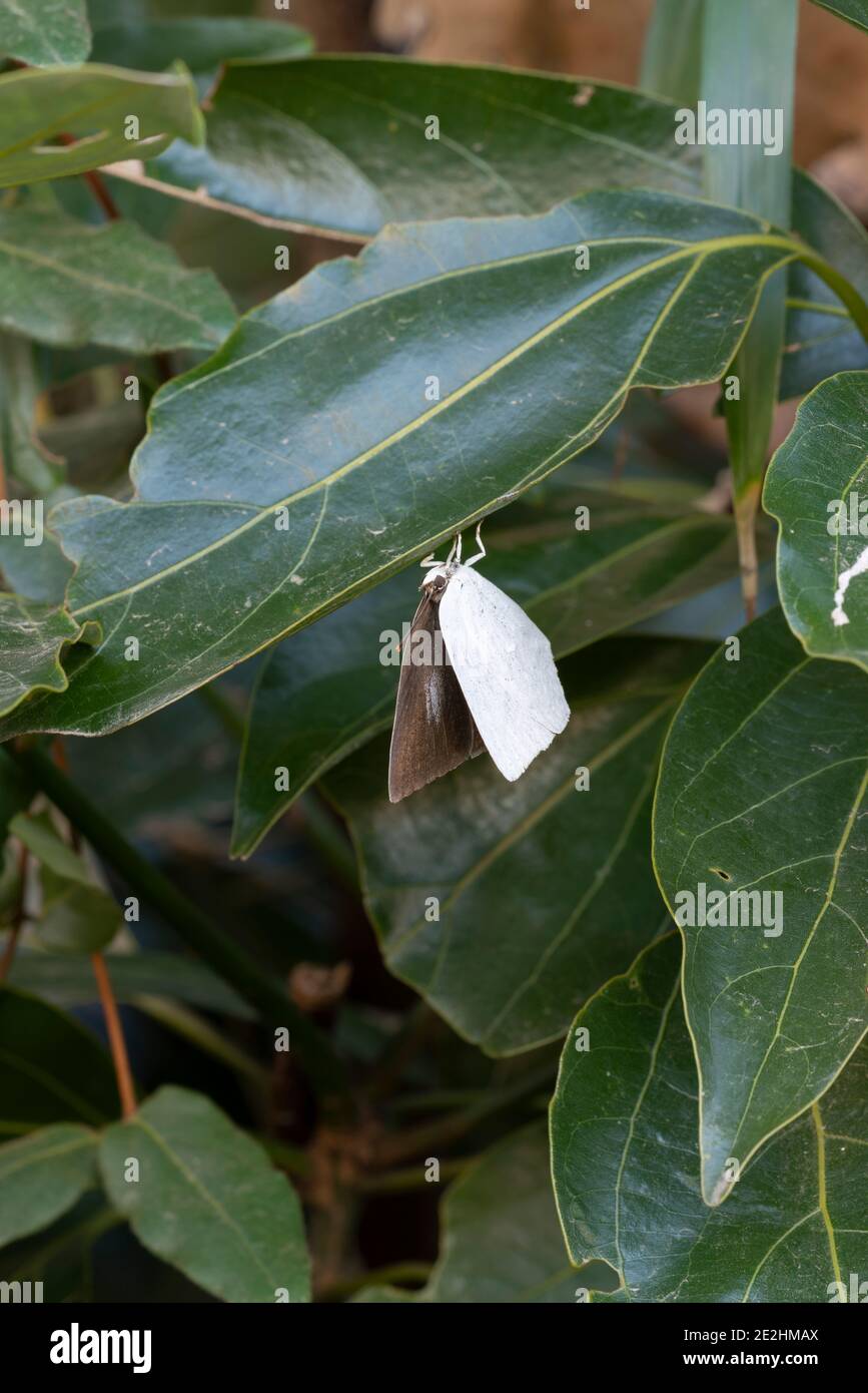 Female angled sunbeam (Curetis acuta), Isehara City, Kanagawa Prefecture, Japan Stock Photo