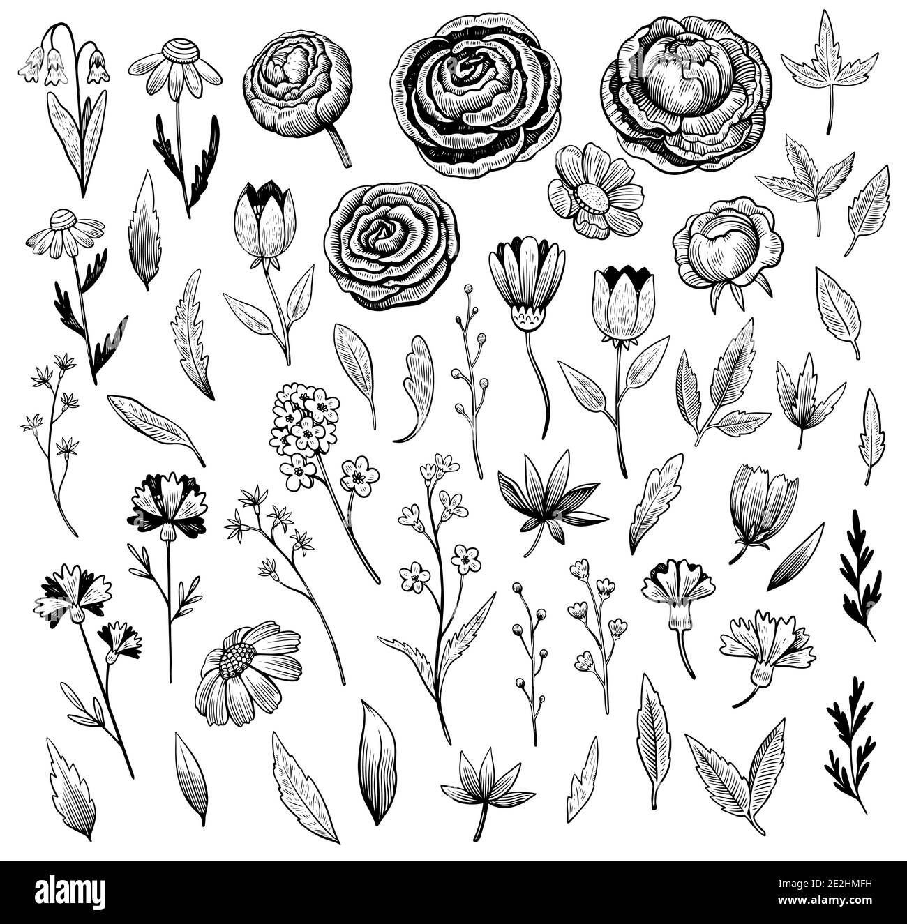 Set of hand drawn flowers, branches and leaves in black and white ink engraving style. Stock Vector