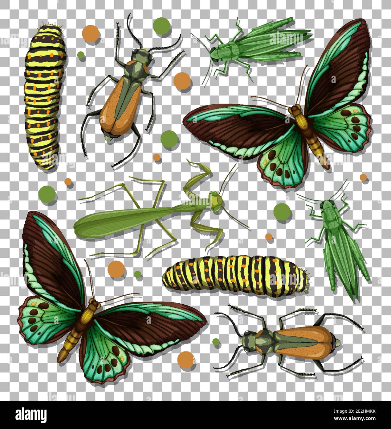 Set of different insects on transparent background illustration Stock ...