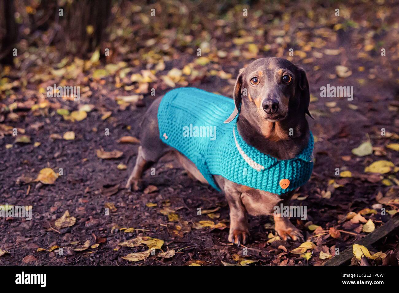 Dogs In Coats High Resolution Stock Photography and Images - Alamy