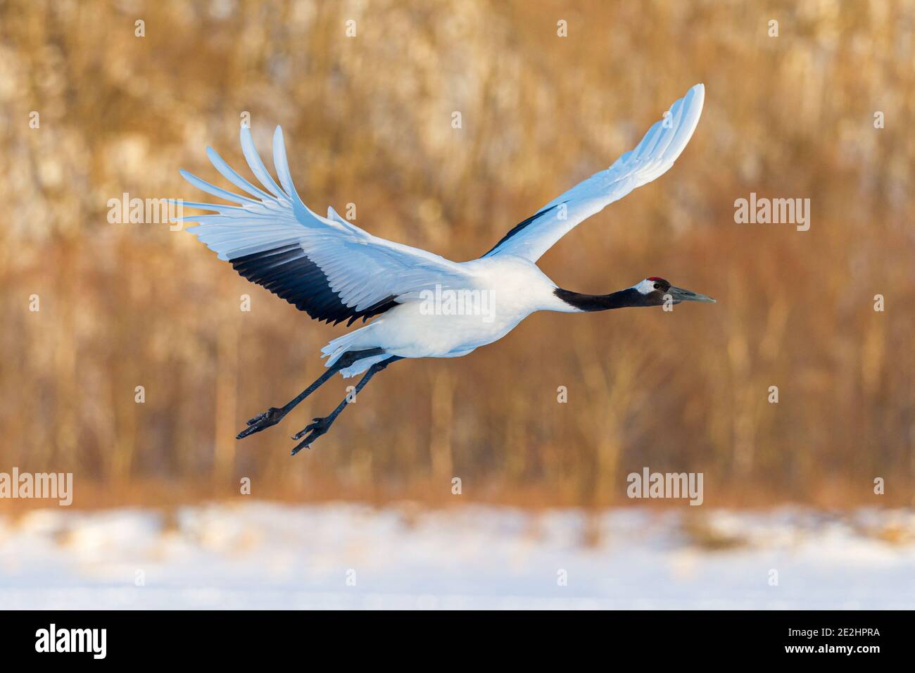 Red crowned crane flying sunset hi-res stock photography and images - Alamy