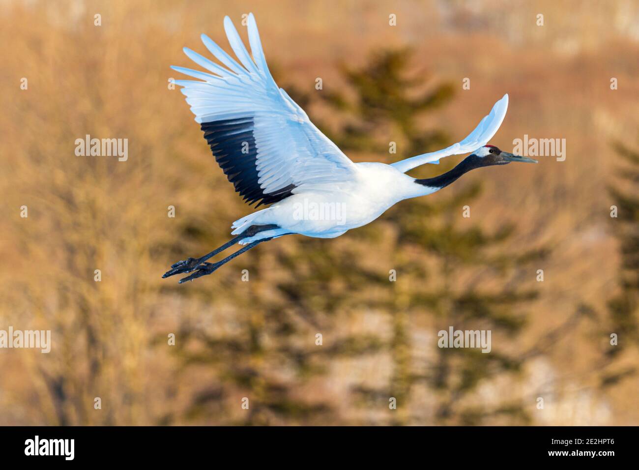 Red Crowned Crane Flying Sunset High Resolution Stock Photography and ...