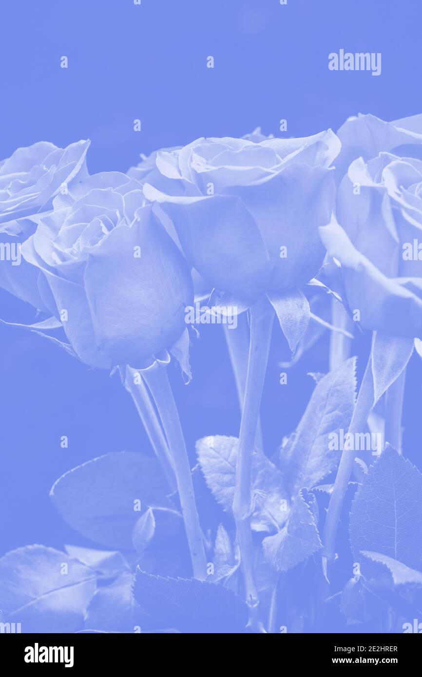 bouquet of beautiful roses with blue tinting Stock Photo - Alamy