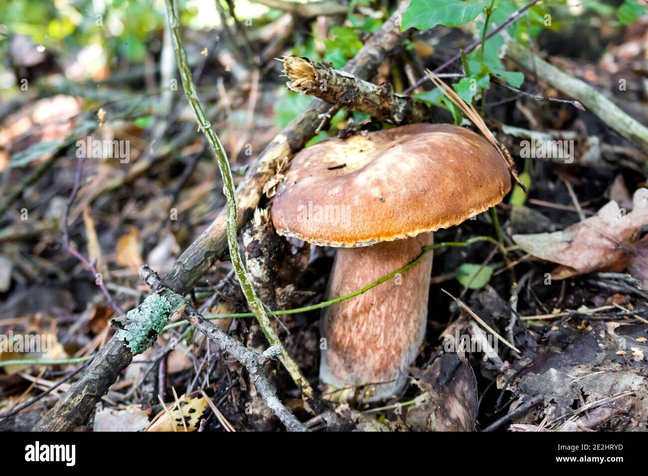 False cep (Tylopilus felleus), commonly known as the bitter bolete or the bitter tylopilus growing in its natural environment Stock Photo