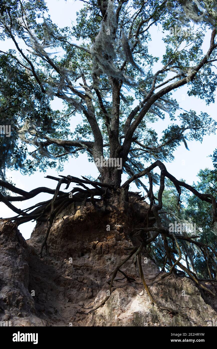 Gnarled oak tree on a ledge: four of four Stock Photo