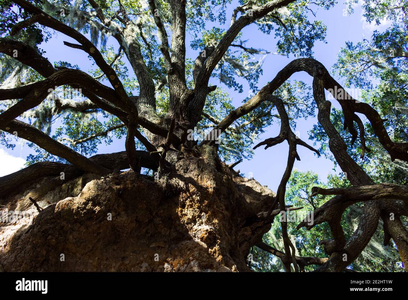 Gnarled oak tree on a ledge: three of four Stock Photo