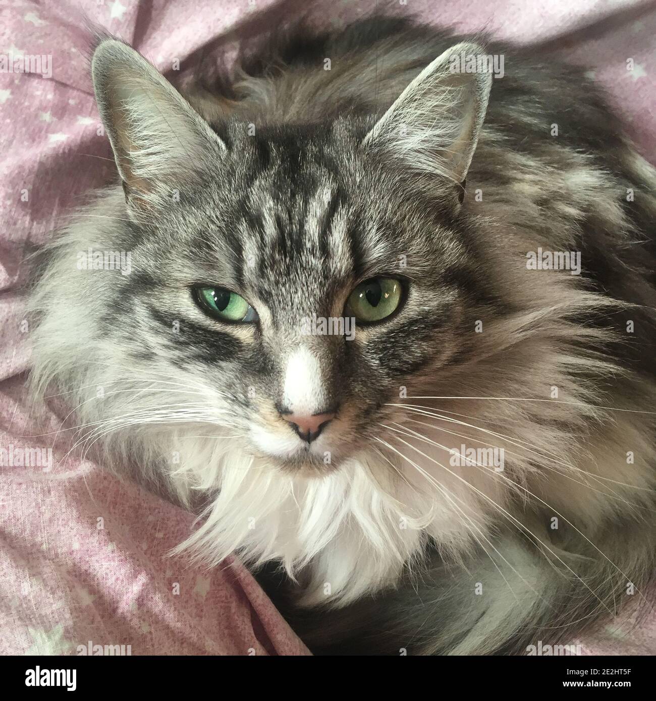 Chatte High Resolution Stock Photography And Images Alamy Chatte High Resolution Stock Photography And Images Alamy