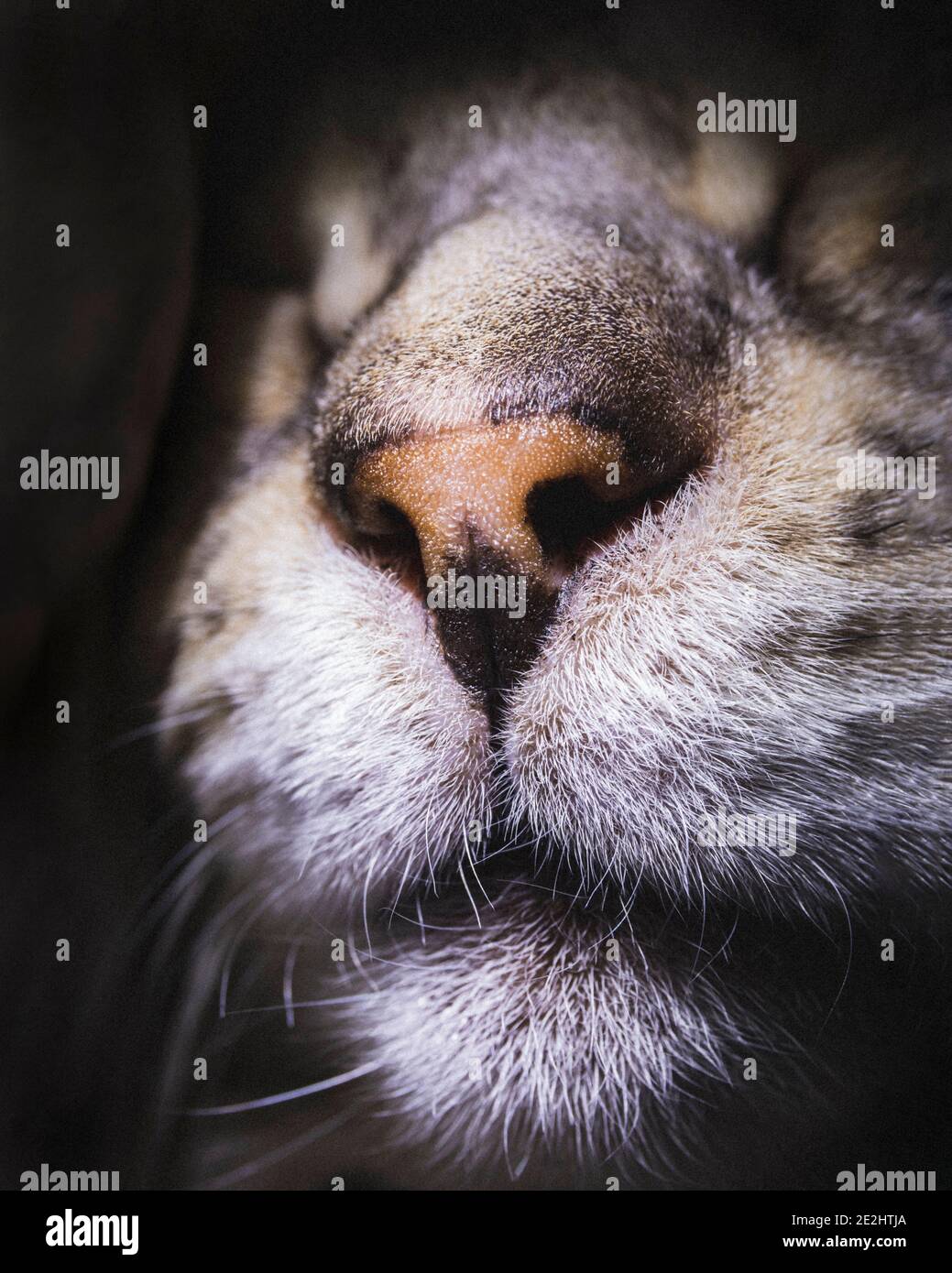 Beautiful close-up view of male Bengal cat's nose and mouth Stock Photo