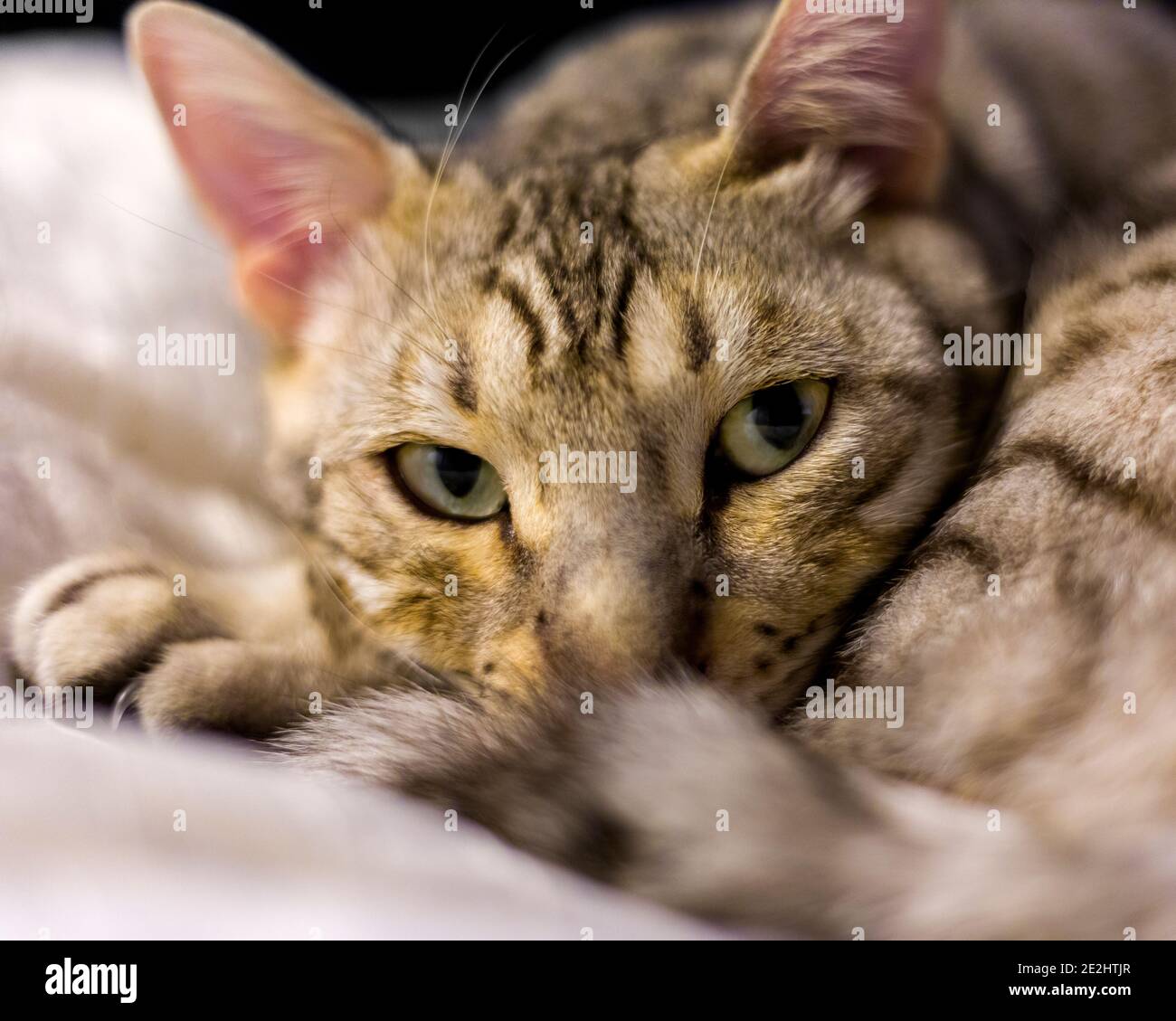 Resting male Bengal cat looking straight into camera Stock Photo