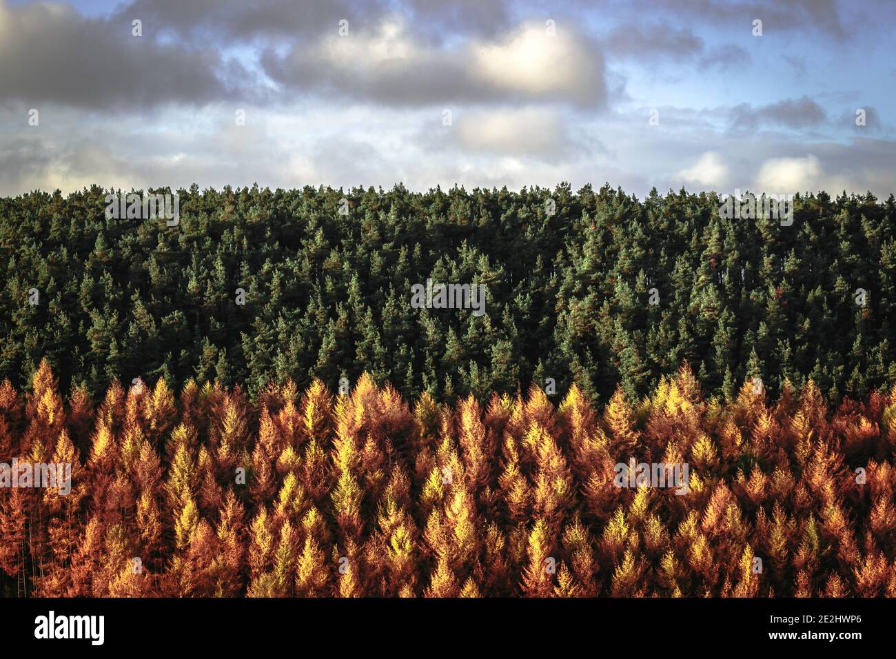 Mesmerizing aerial view of a forest in drastic colors Stock Photo - Alamy