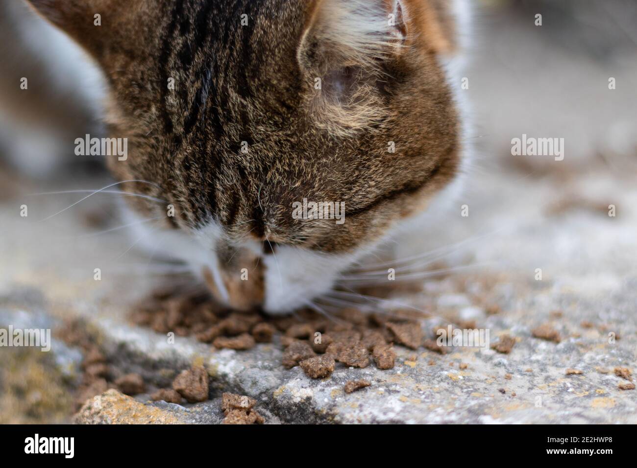 Image showcasing Feeding a homeless hungry stray cat. A homeless cat eating food on the ...