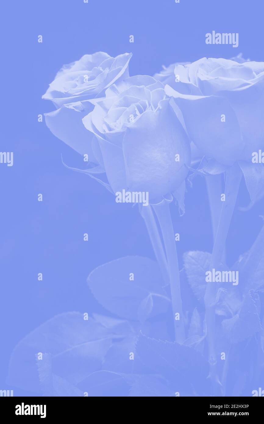 bouquet of beautiful roses with blue tinting Stock Photo - Alamy