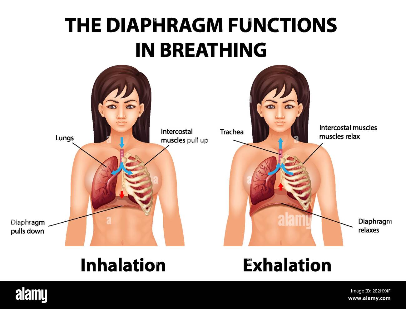 The diaphragm functions in breathing illustration Stock Vector Image