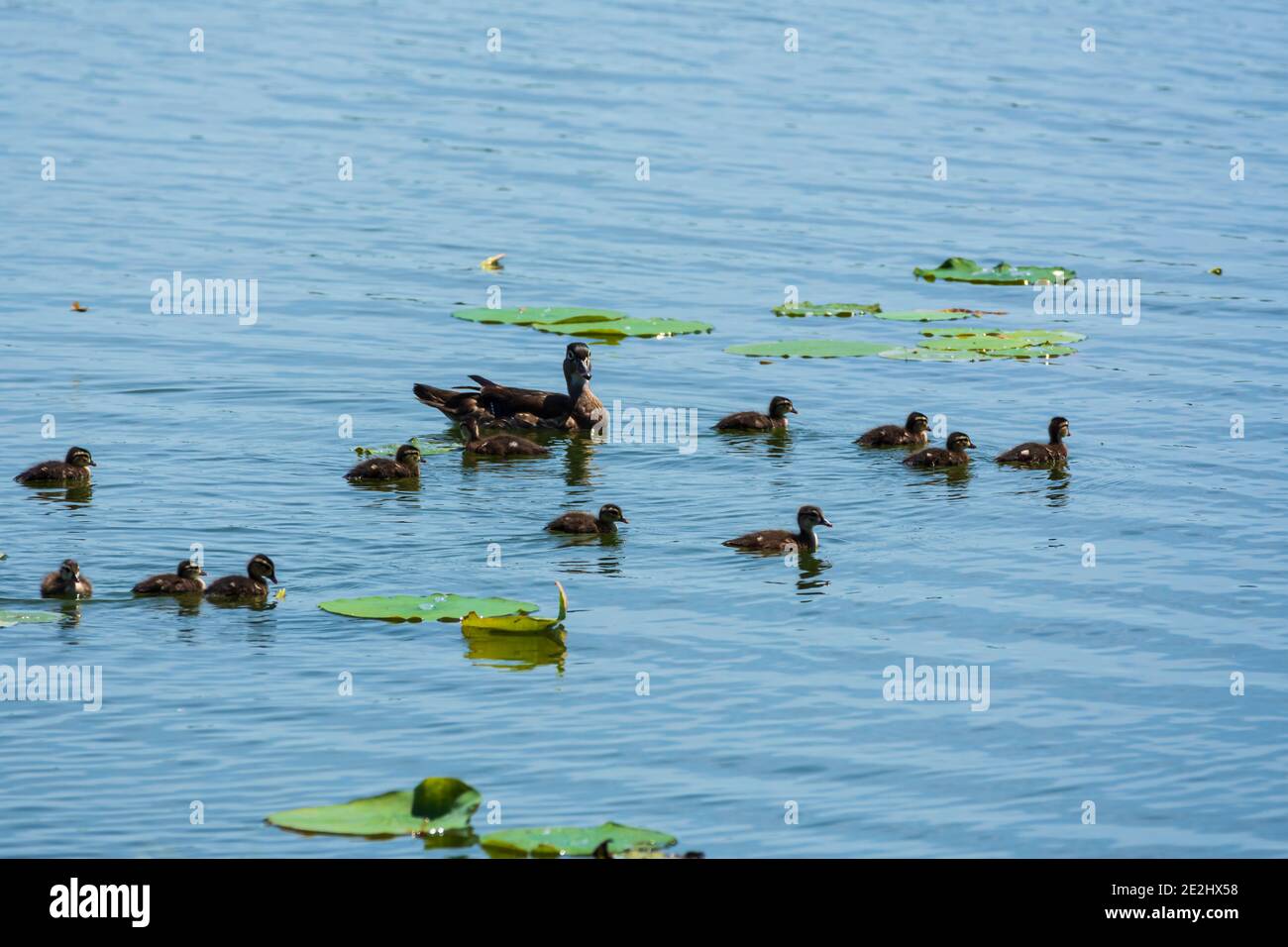 A mother duck and her ducklings calmly swim between the lily pads on a calm Central Florida lake on a beautiful summer day. Stock Photo