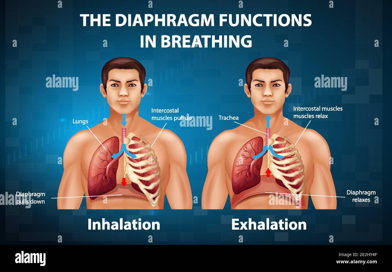 The diaphragm functions in breathing illustration Stock Vector Image