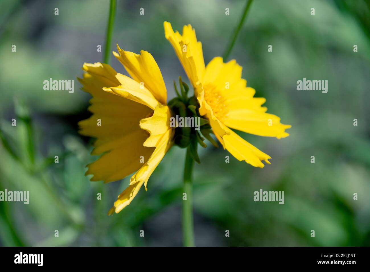 Coreopsis lanceolate has thrown two flowers on one stem against the background of summer greenery. Stock Photo