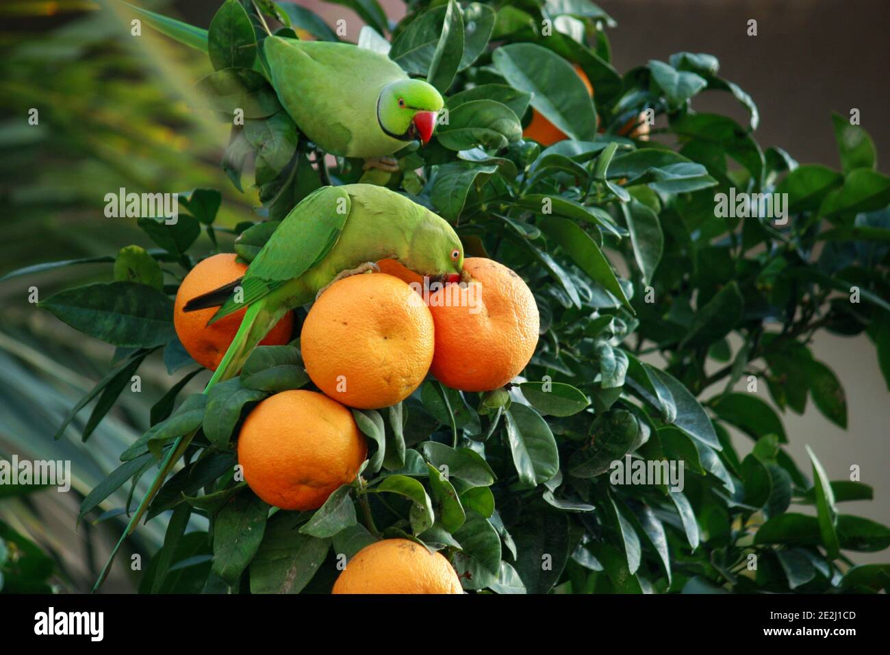 Two green parrots on top of an orange tree Stock Photo