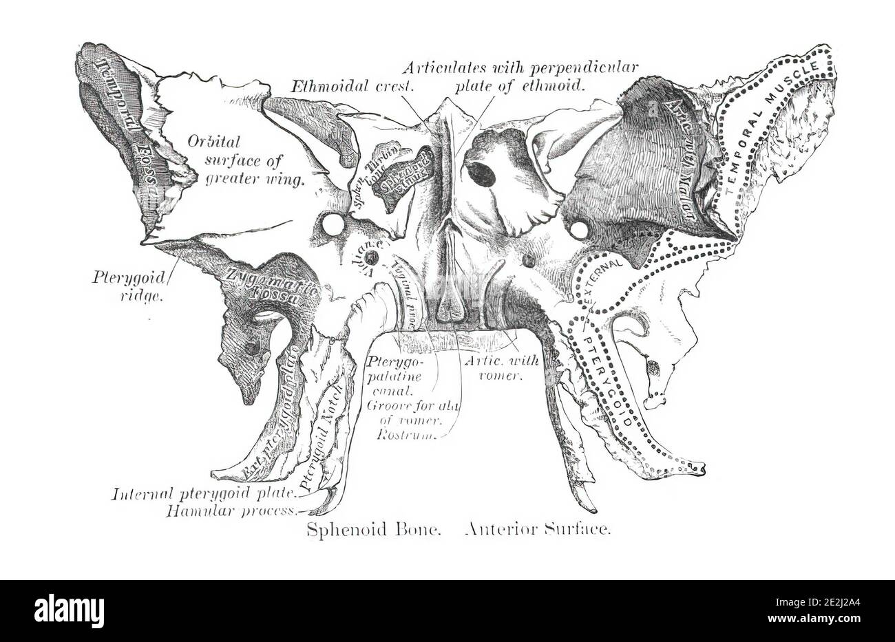 Informative illustration of the human ethmoid bone Stock Photo