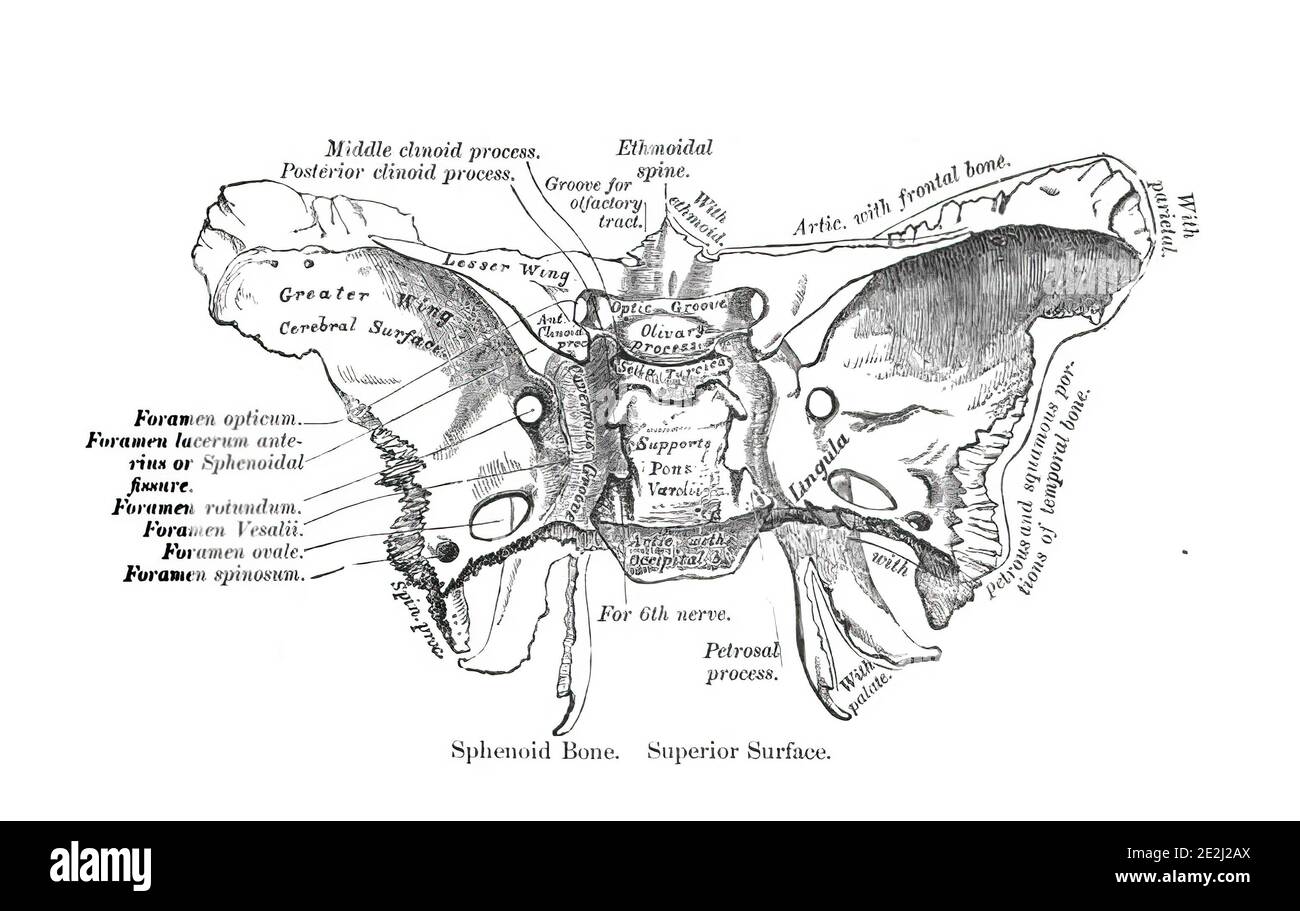 Informative illustration of the human ethmoid bone Stock Photo