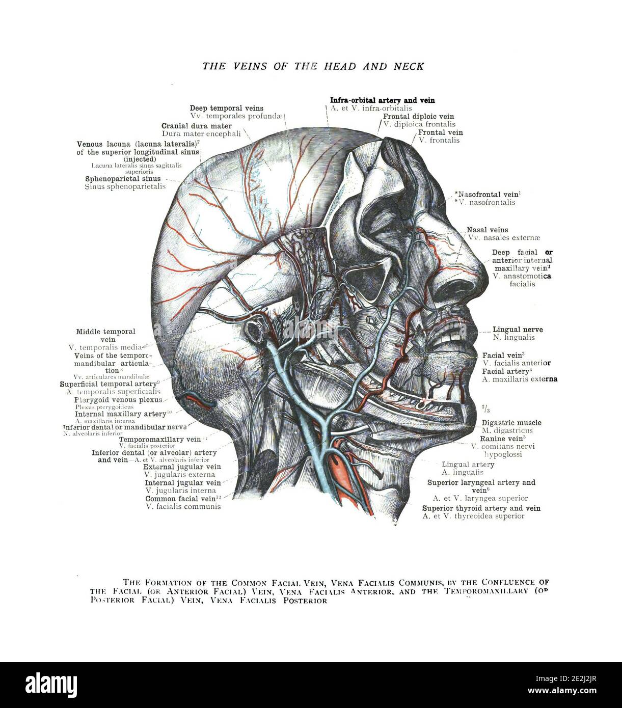 Informative illustration of the veins of a human head and neck Stock ...