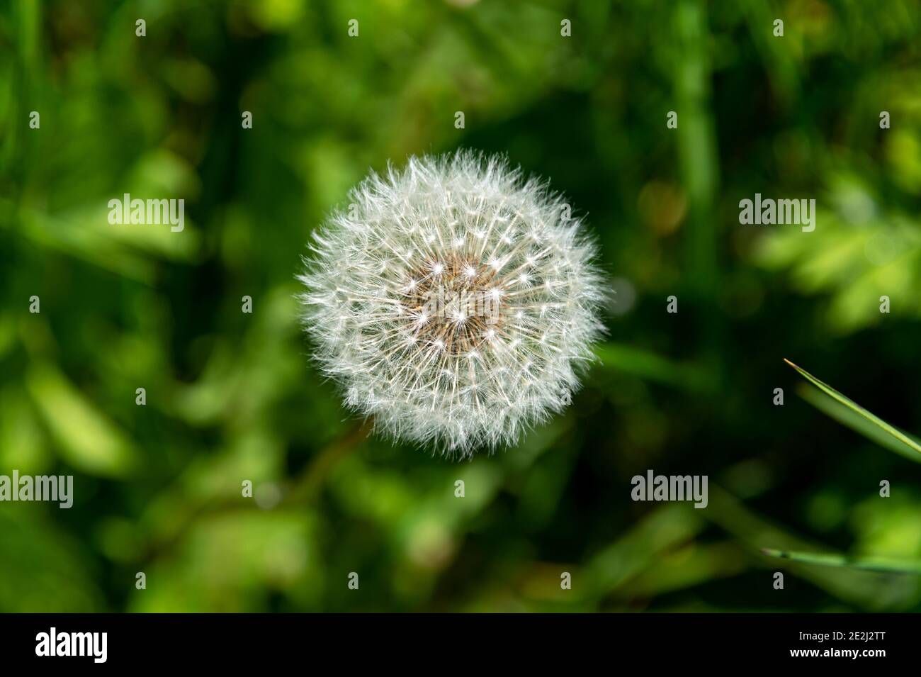Close up of a Dandelion (Taraxacum officinale) with soft green background. Photographed from above. Stock Photo