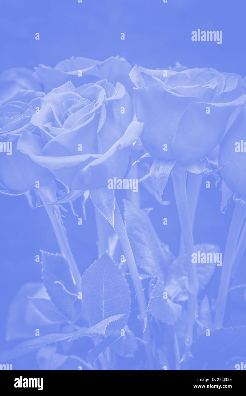 bouquet of beautiful roses with blue tinting Stock Photo - Alamy