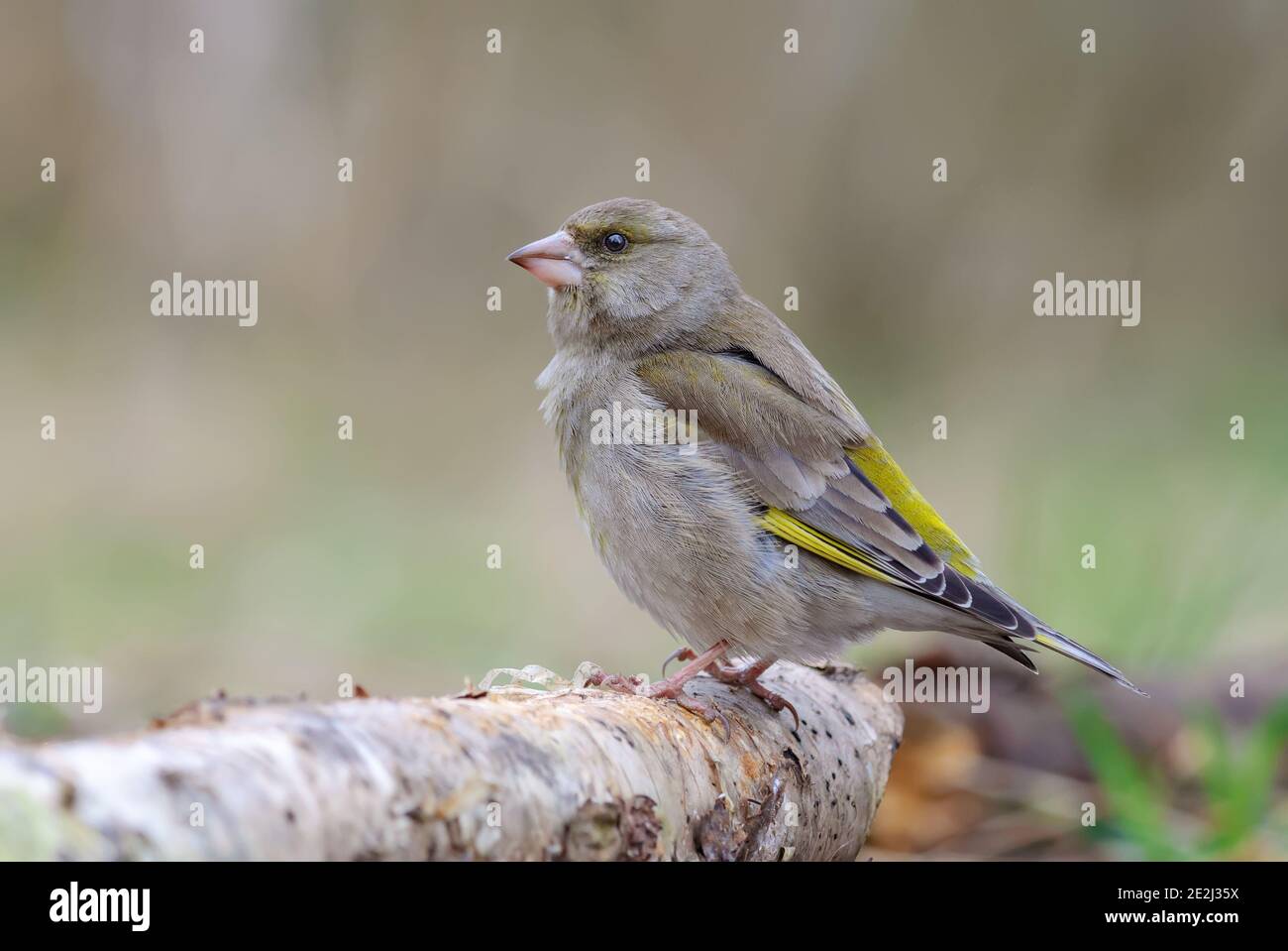 Female European Greenfinch (Chloris chloris) sitting on an old birch stock with sweet light in early spring Stock Photo