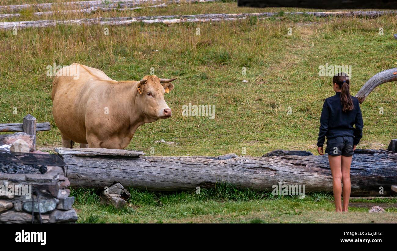 Drinking cattle, Tour du Queyras, Queyras, French Alps, France Stock Photo