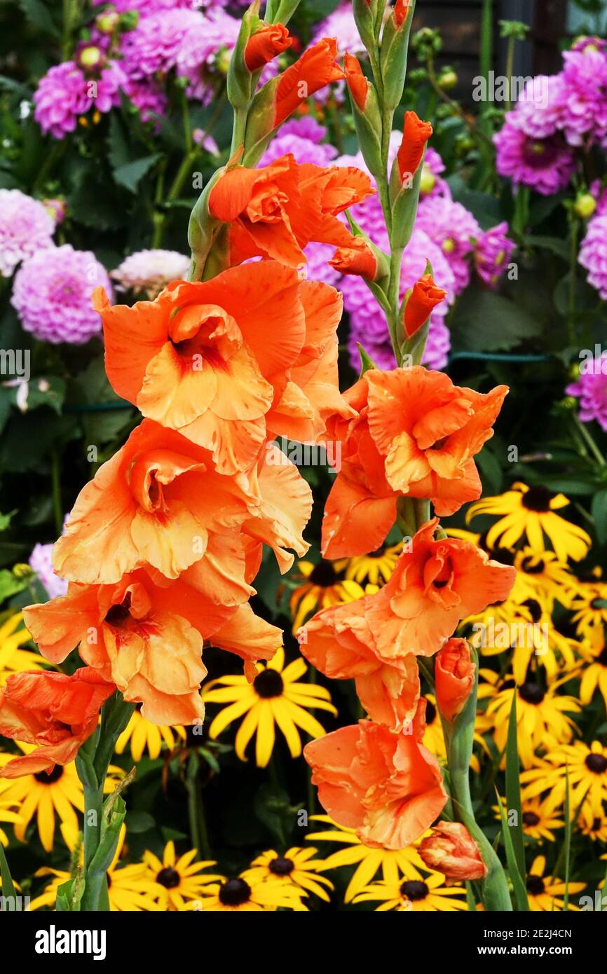 Late summer flowers hires stock photography and images Alamy