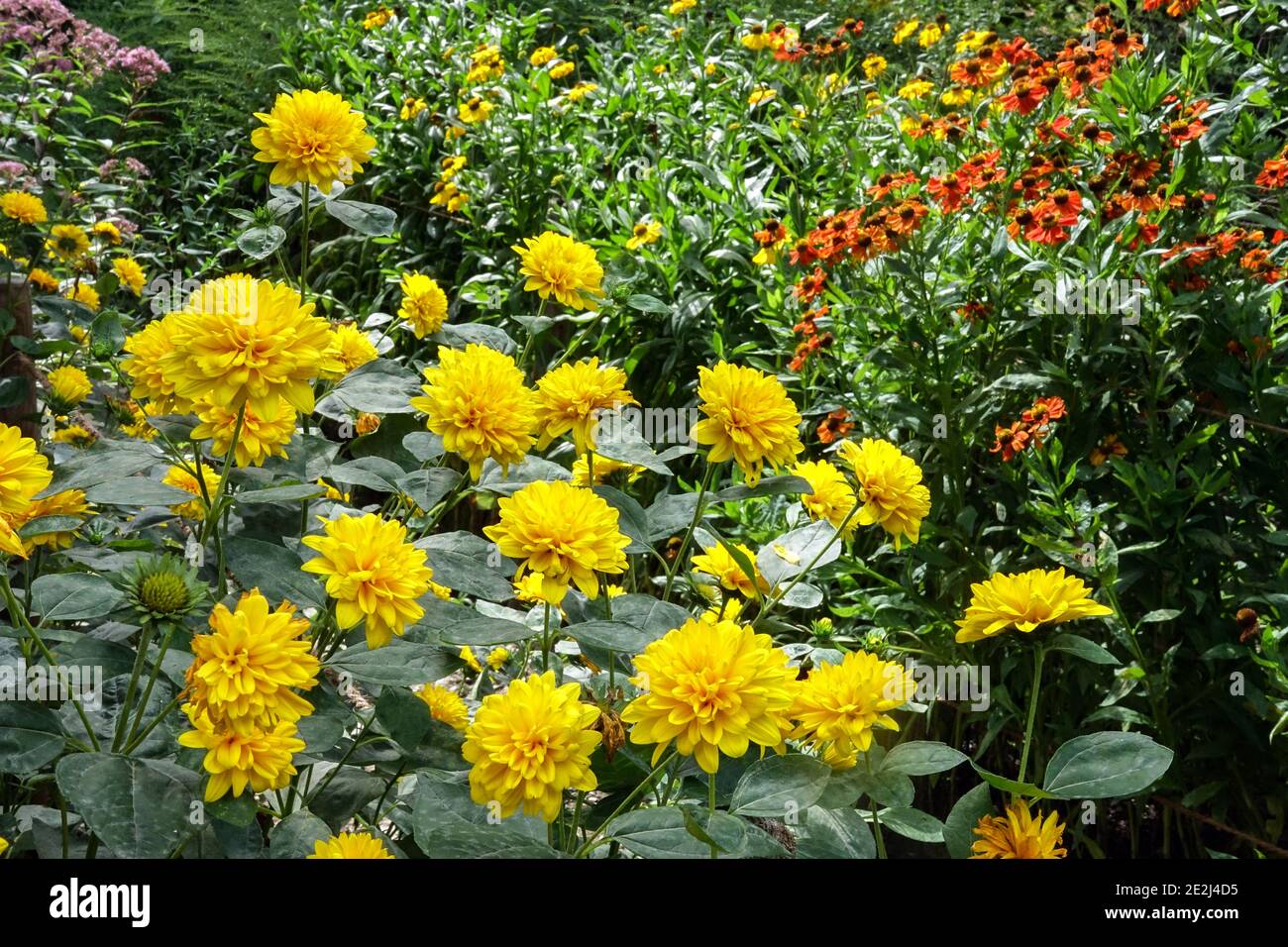 Late summer garden August stunning garden Stock Photo Alamy