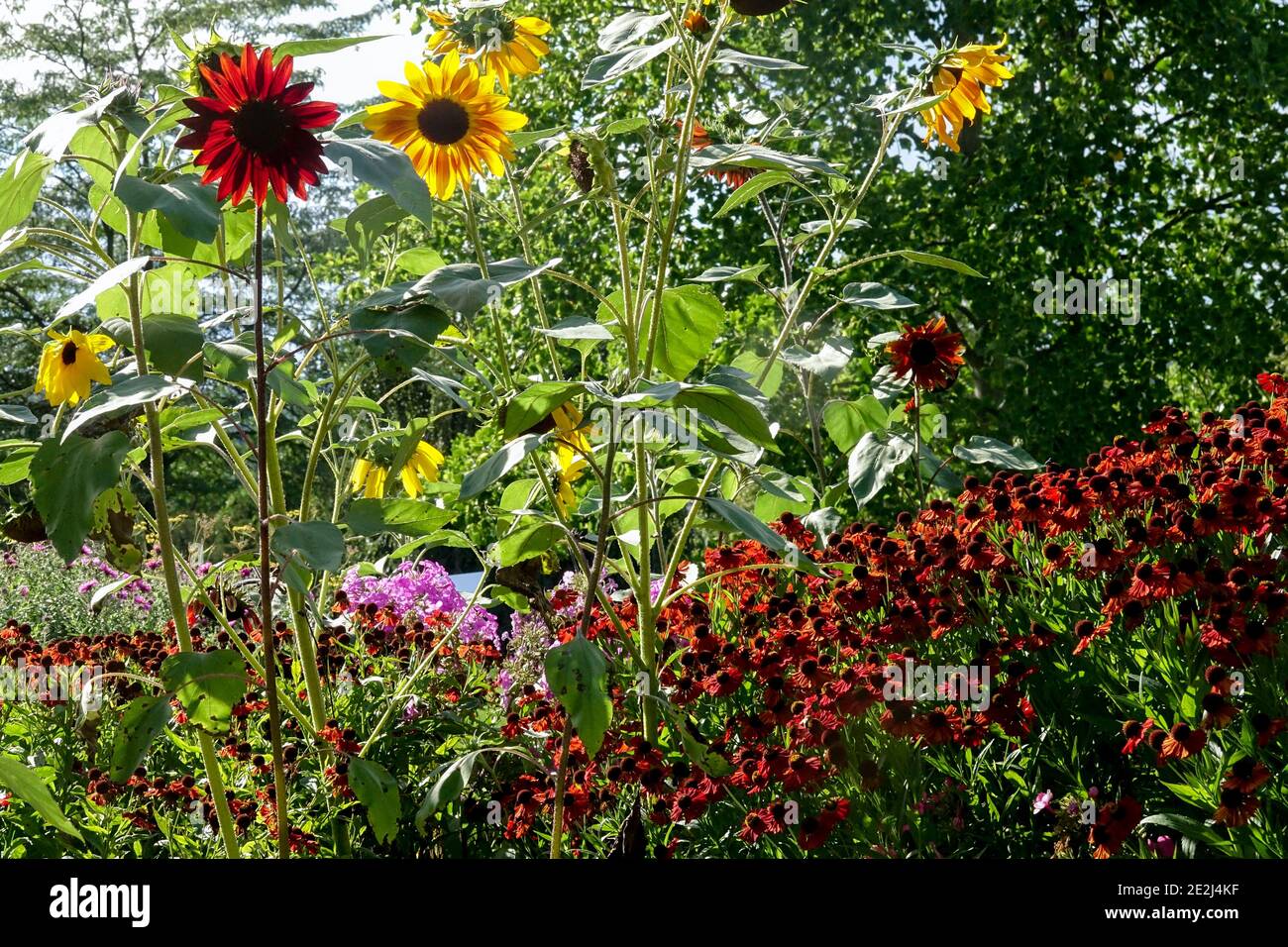 Late summer garden Sunflowers Helenium, Herbaceous August Stock Photo