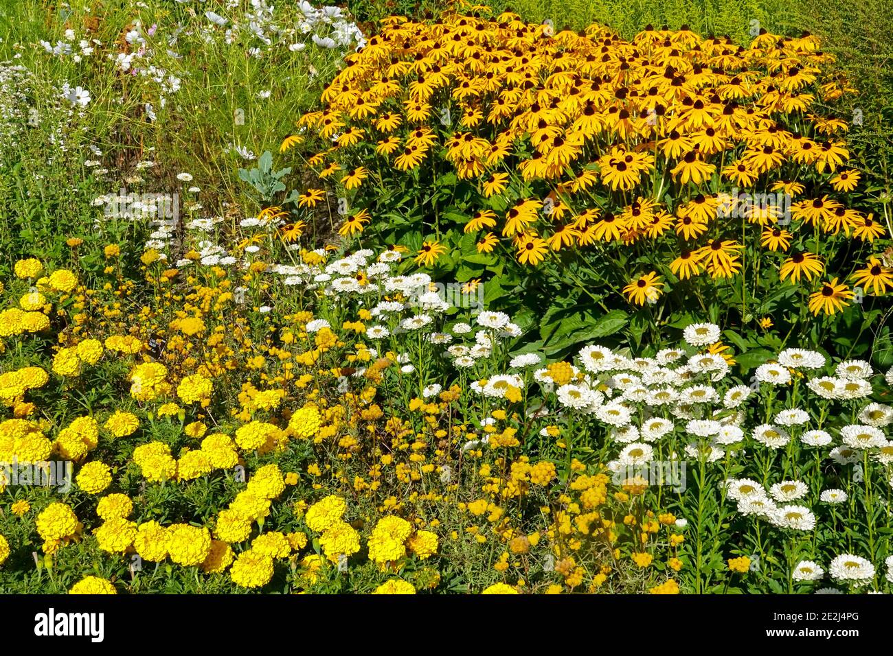 Late summer garden colorful border Rudbeckia Goldsturm Yellow white bed Stock Photo