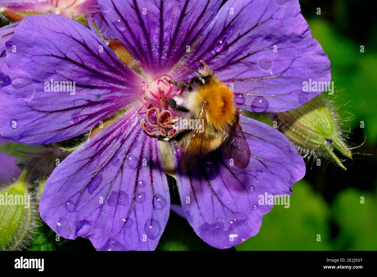 Tree Bumble Bee,' Bombus hypnorum', feeding on a rain spotted geranium flower in a Somerset summer garden. Stock Photo
