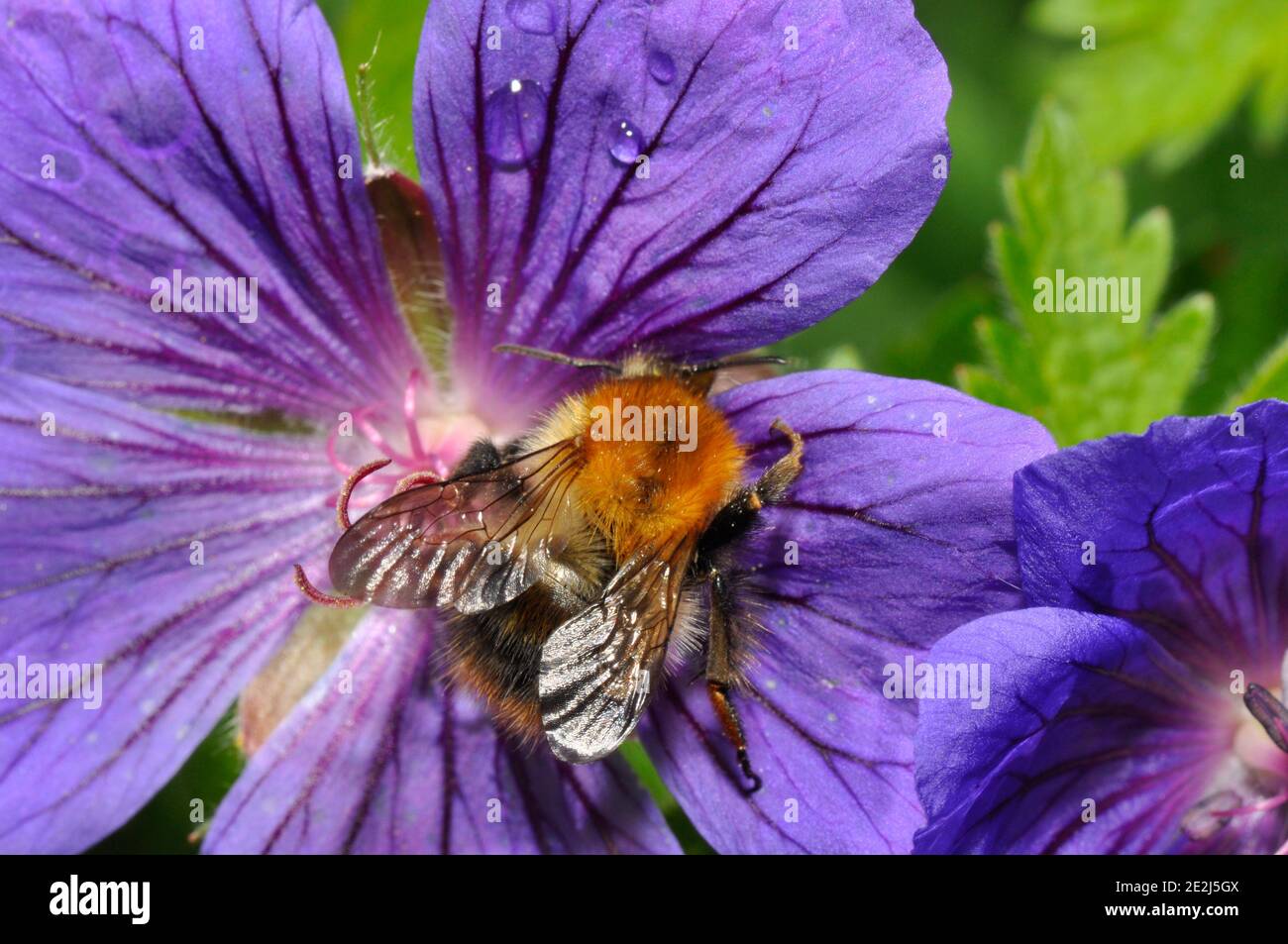 Tree Bumble Bee, Bombus hypnorum, feeding on a geranium flower in a Somerset summer garden. Stock Photo