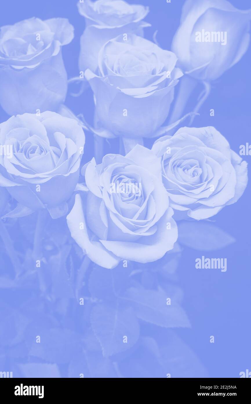 bouquet of beautiful roses with blue tinting Stock Photo - Alamy