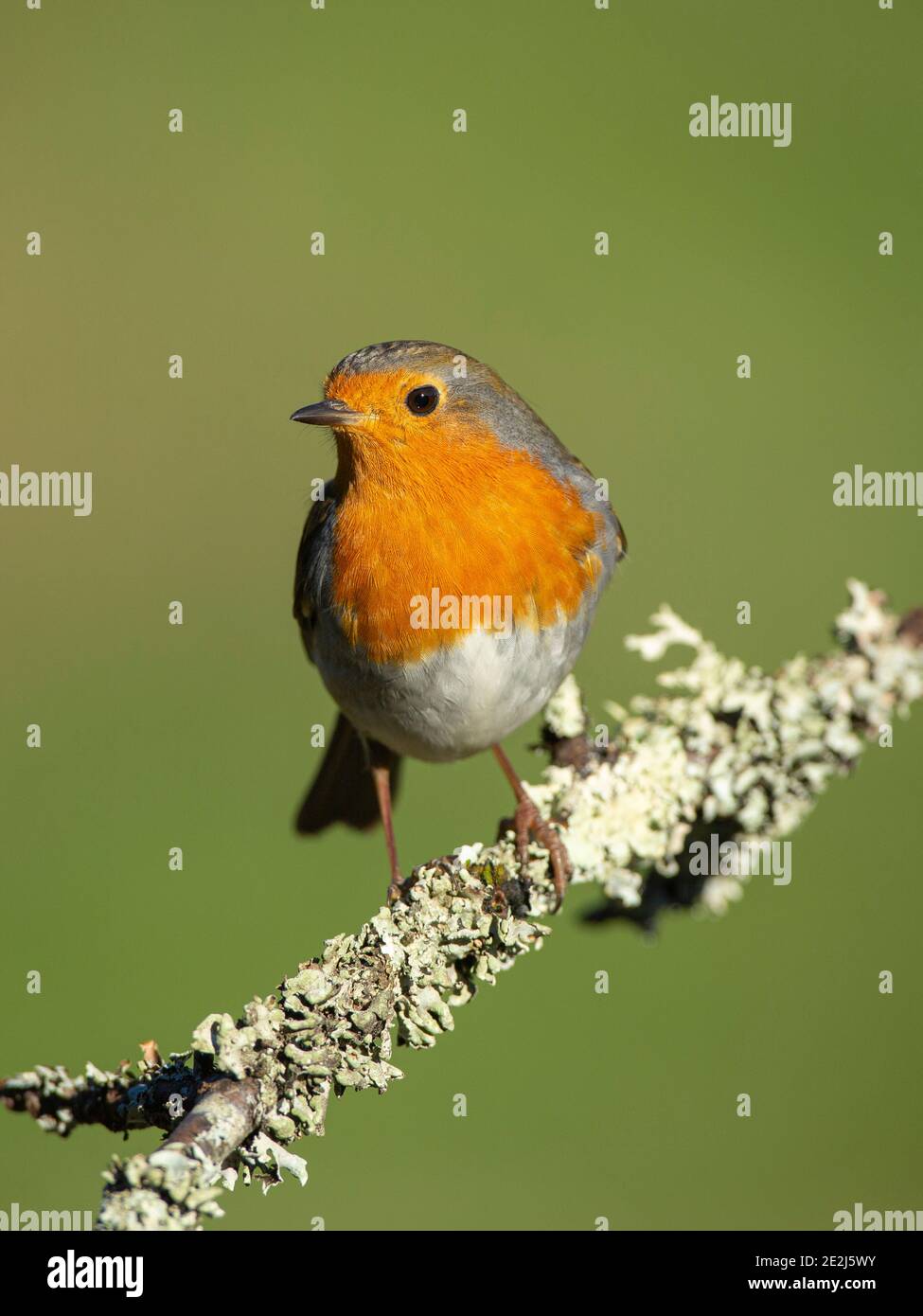 Front view of a European Robin (Erithacus rubecula) on a branch full of Lichen on a blurry green background Stock Photo