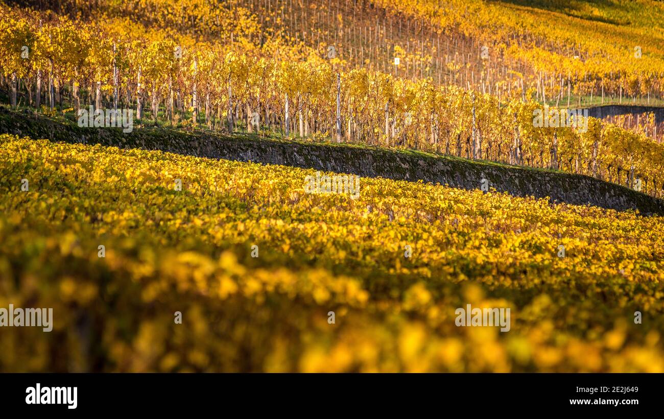 Walk in the vineyards, Mosel river, Ahn village, Luxemburg Stock Photo