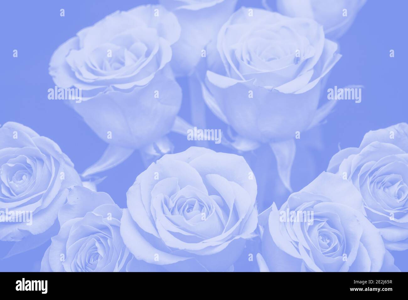 bouquet of beautiful roses with blue tinting Stock Photo - Alamy