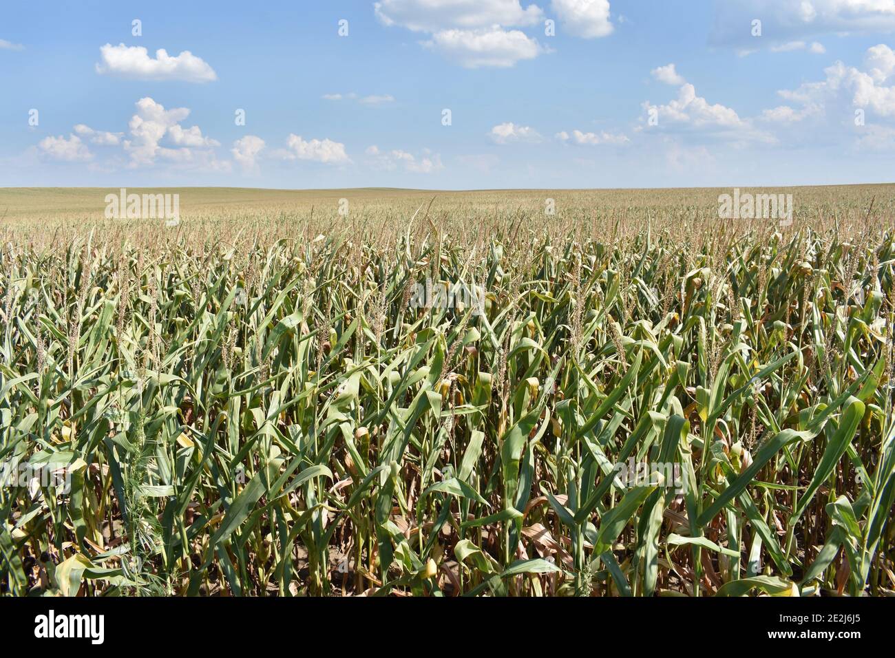 Young corn plant leaf hi-res stock photography and images - Alamy