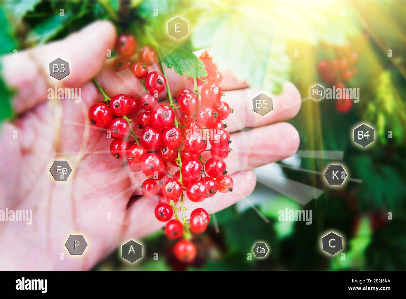 Hand picking fruits of red currant berries in garden. Healthy berries
