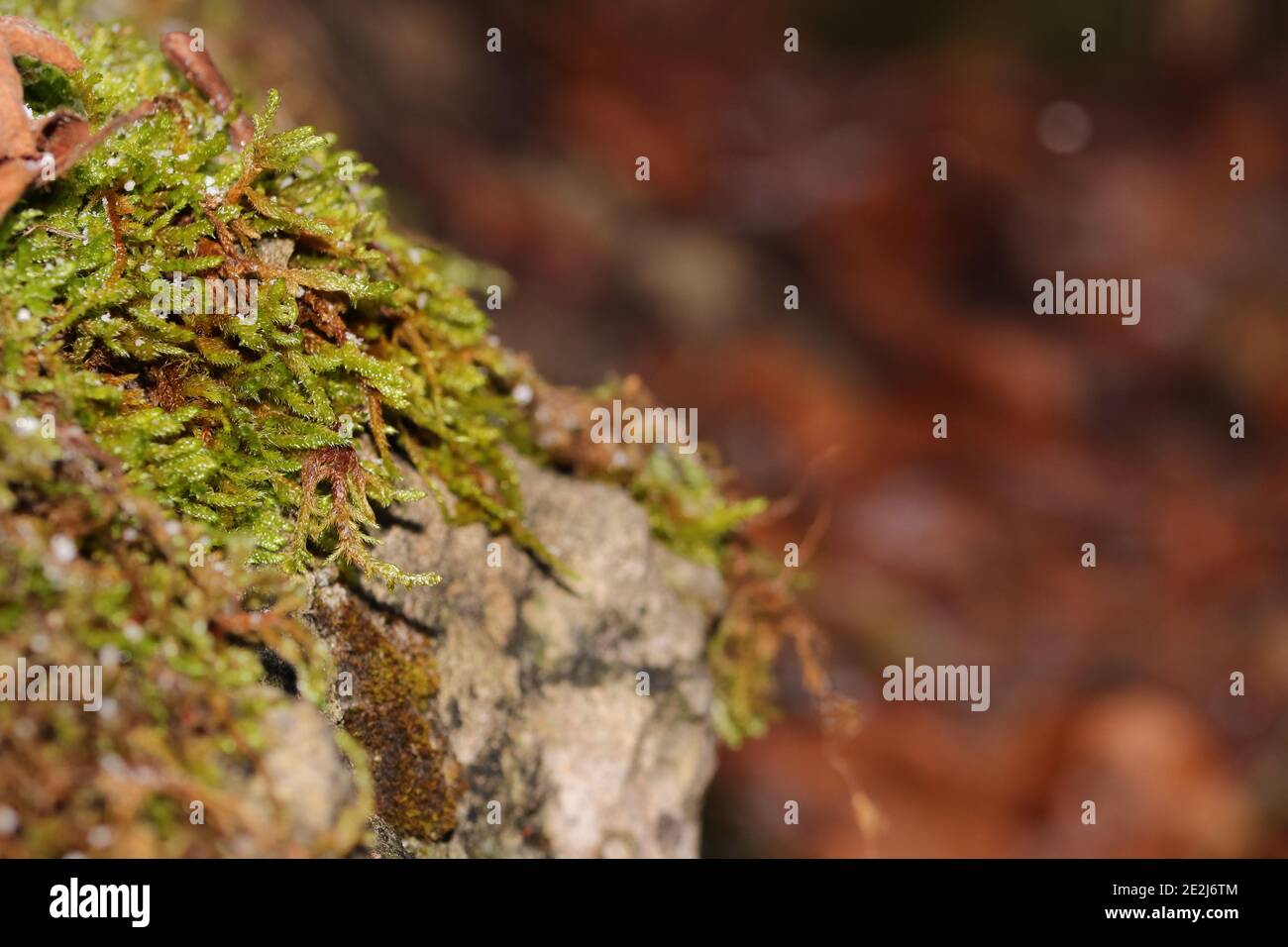 Moss rock close up hi-res stock photography and images - Alamy