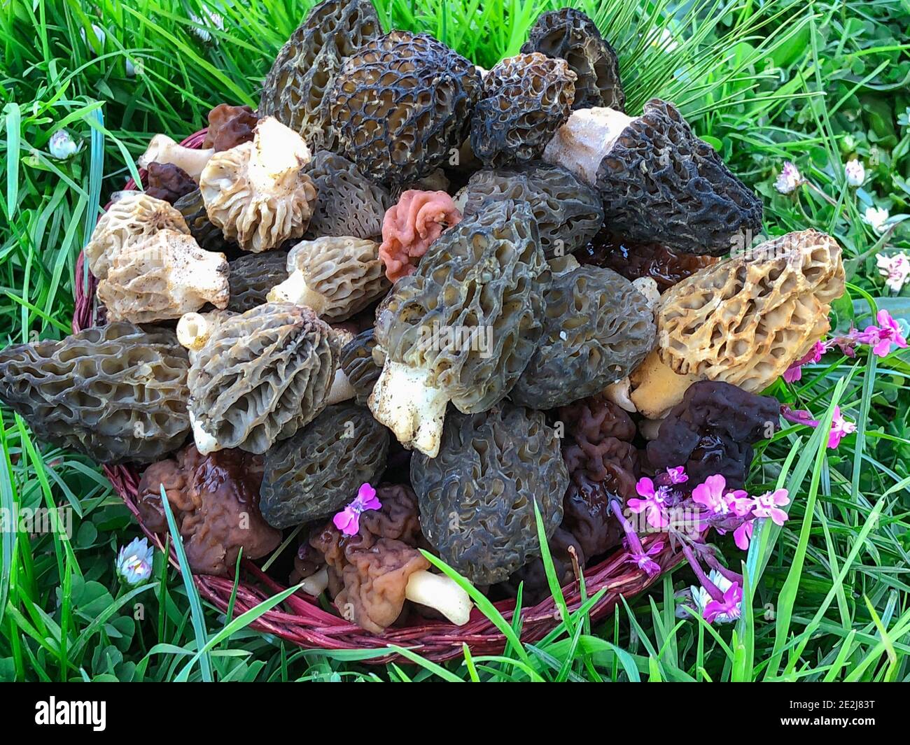 rare morel mushroom type mushrooms used in medicine Stock Photo Alamy
